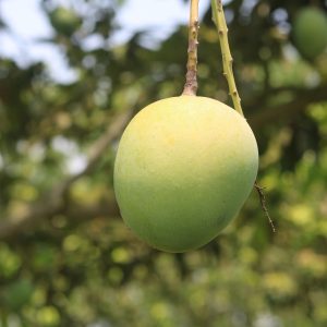 গোবিন্দভোগ